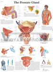 The Prostate Gland - Anatomical Chart